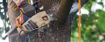 How Our Tree Care Process Works  in  West Easton, PA