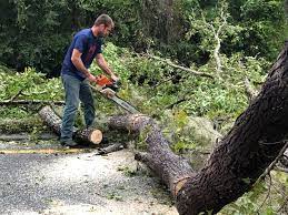  West Easton, PA Tree Care Pros