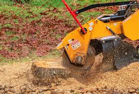 Best Arborist Consultation Services  in West Easton, PA