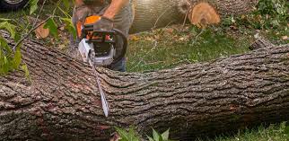 Best Fruit Tree Pruning  in West Easton, PA