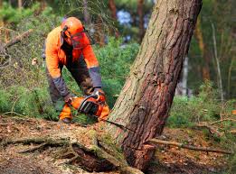 Best Hazardous Tree Removal  in West Easton, PA