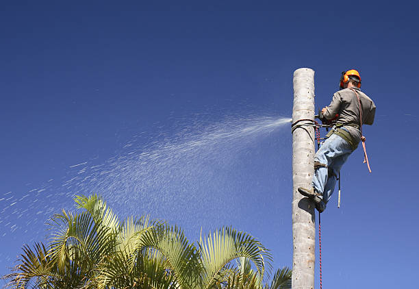 Best Tree and Shrub Care  in West Easton, PA