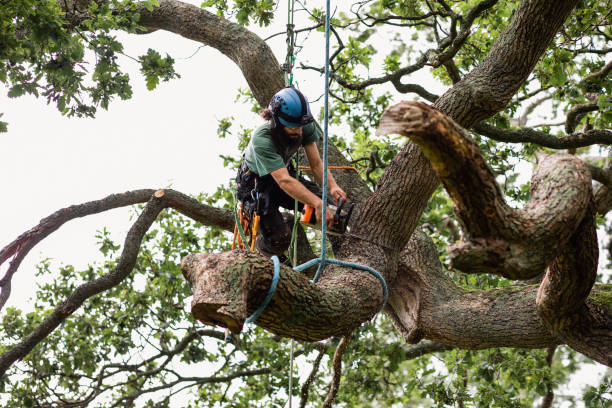 Best Root Management and Removal  in West Easton, PA