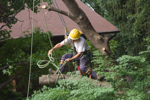 Best Tree Health Inspection  in West Easton, PA