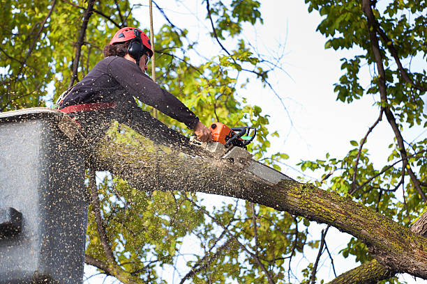 Best Lawn Disease Treatment  in West Easton, PA