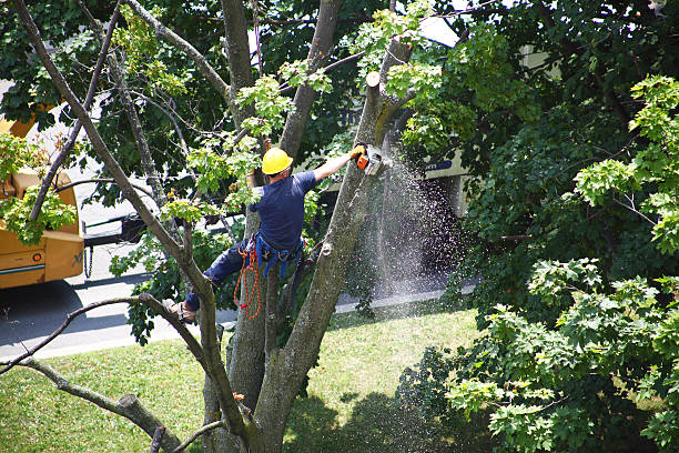 Best Aeration Services  in West Easton, PA