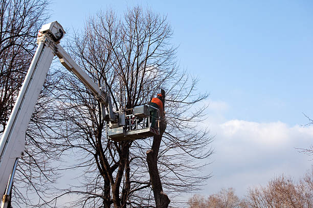 Best Seasonal Cleanup (Spring/Fall)  in West Easton, PA